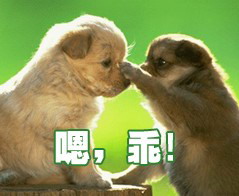 dog - lovely