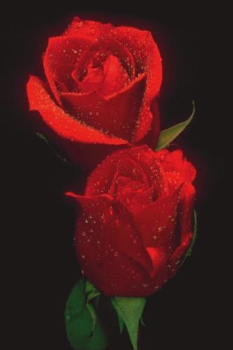 two rose = two love - red rose