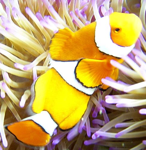 fish - Name:   	 clownfish.jpg Photographer: 	 Hall Davidson Caption: 	 clown fish Location: 	 The Great Barrier Reef Date Taken: 	 May 2004