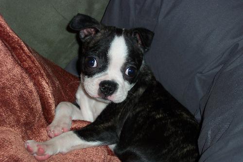 dog - cute