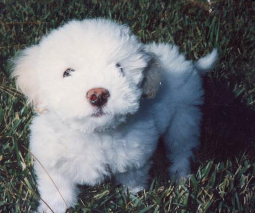dog - Name:   	 puppy.jpg Photographer: 	 Tami Folks Caption: 	 Puppy Location: 	 Orlando, Florida Date Taken: 	 unknown