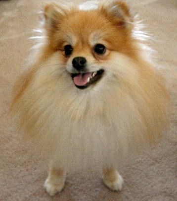 dog - Name:   	 pomeraniantiffany.jpg Photographer: 	 Ryan Hitt Caption: 	 Tiffany the Pomeranian Location: 	 Texas Date Taken: 	 June 17, 2001