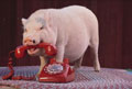 Phone Hog - Is that a pig or a hog using the telephone?  I think he&#039;s going to make a long distance call and tie up the phone forever.