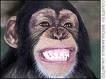 monkey - monkey smiling