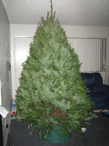 Christmas Tree - This is our tree from 2005.  Before we decorated it.