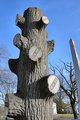 Tree  Tombstone - A tombstone in the shape of a tree trunk is symbolic of the brevity of life.