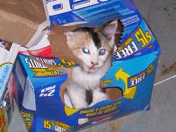 Chiku Sikudani - Pepsi - My kitten Chiku Sikudani likes to hide in places. One of her favourite places is empty Pepsi boxes. We didn't find this out until we'd been pounced from out of nowhere a few times! It's really cute though :)