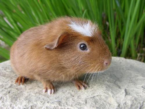 Guinea Pig - One of my foster guinea pigs