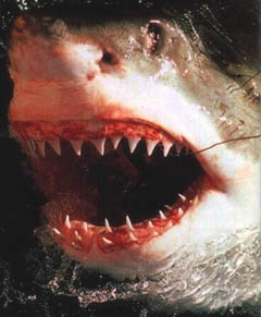 shark teeth - shark teeth