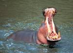 hippo.. - hippo