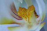 orchid - orchid