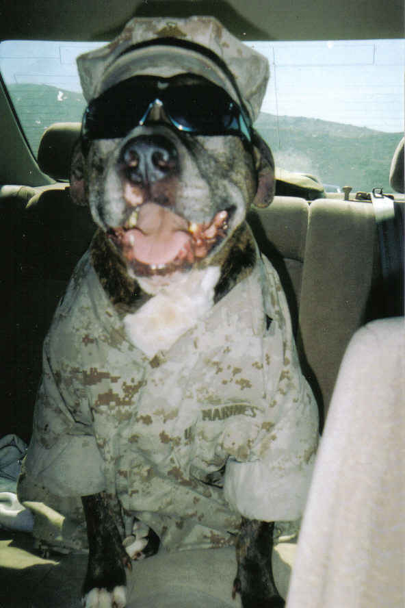 marine dog! - this is my pit bull! his name is Austin. we dressed him up in my hubbys outfit after wotk one day! my husband is a marine! and i love this pic!