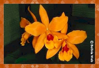 wild orchids - wild orchids