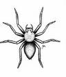 spider - spider