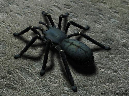 spiders - spiders