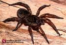 Spider - Wolf Spider Female