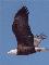 eagle - eagle