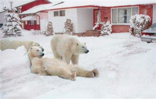 Beware of Polar Bears - Polar bears protection.
