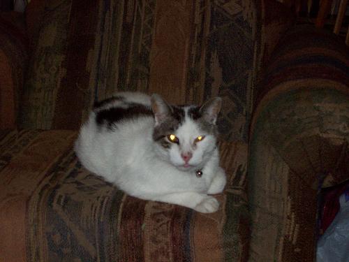 Mouch - RIP Mooch  Nov 14 2006 We will miss you soooooooooooo much
