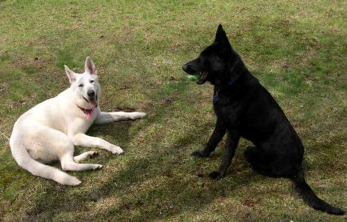 My Girls - Ginger, White Shepherd Mandy, German Shepherd, Black