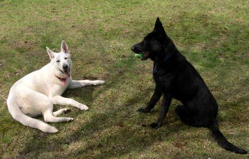 My girls.  - White German Shepherd; Ginger. Two years old.  Rescue. Black German Shepherd; Mandy. One year old. Rescue.