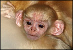 Monkey - Golden langur, 11 days baby in botanical Garden, Guwahati. With her mother in the picture. Very rare breed.