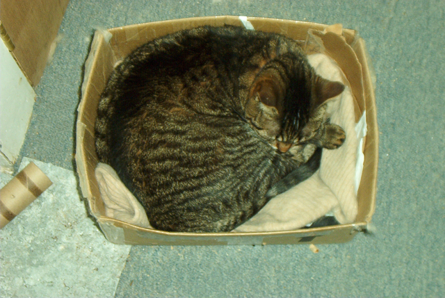 Weebee in a box. - As you can see, Weebee likes boxes. This was our 'recycleables' box until she pushed everything out of it to make room to sleep.