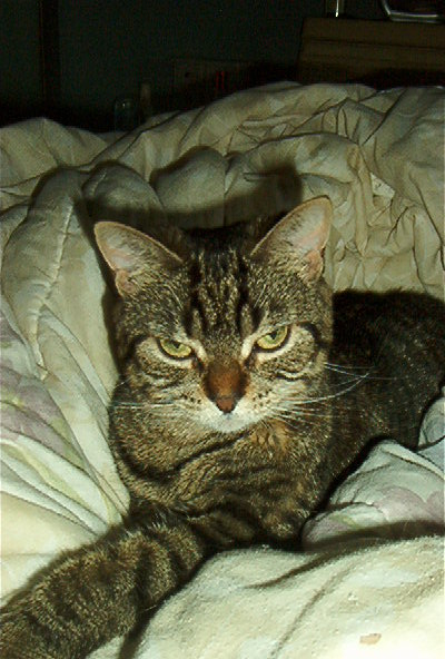 Grouchy Weeb - Weeb looking not impressed, after being awakened from her nap just for a photo shoot.