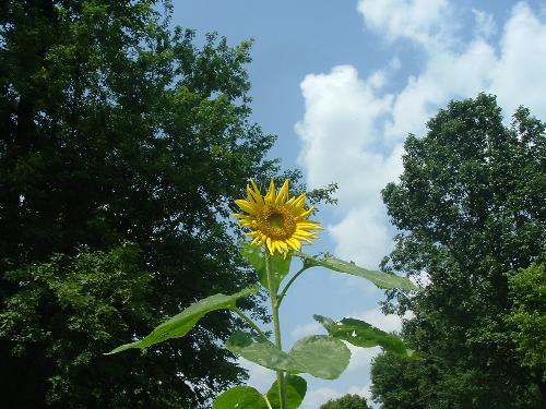 Sunflower - In my yard.