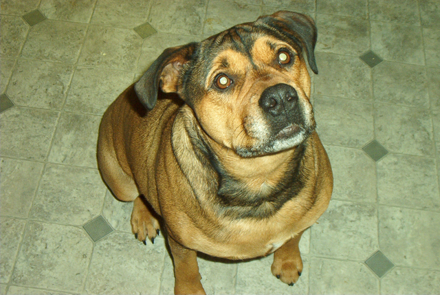 Our dog, 'Chevy'...he came with the name... - I think this is one of the only pictures of Chevy that we have that isn't blurry, because he can never seem to stay still long enough for use to take a picture!