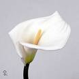 Calla Lily - My girl friend like it.