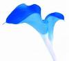 Ca - Calla Lily