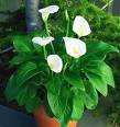 Real Calla - Real picture