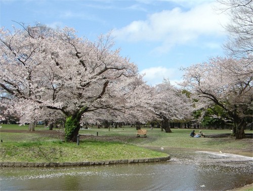 sakura tree - Beautiful