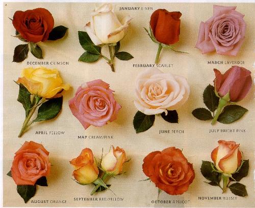 Roses - Roses