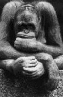 the monkey is thinking - i am thinking