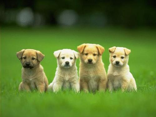 Man&#039;s Best friend - four cute pups