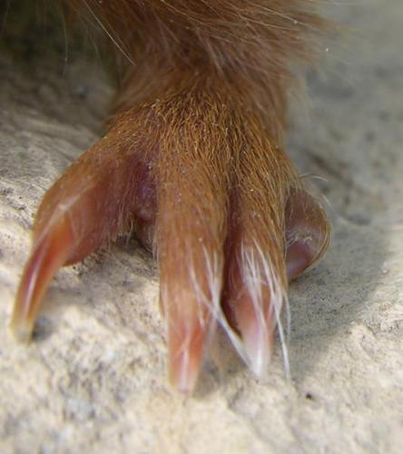 Extra Toe on Back Foot of a Guinea Pig - One of these toes shouldn't be there.