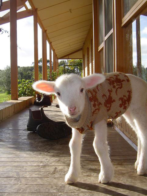 Very Cute - Look at him...lol