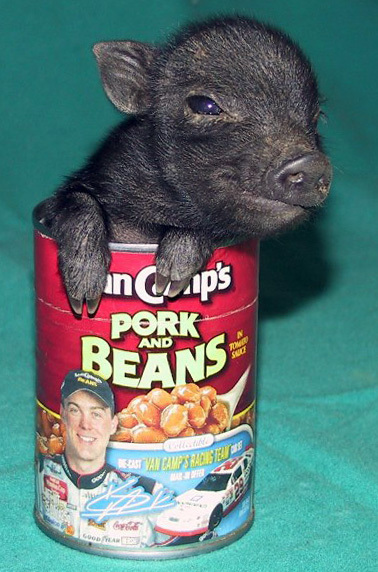 Pork n Beans... - Anyone?