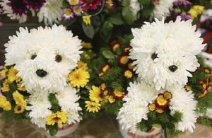 Is it pups... - or flowers???