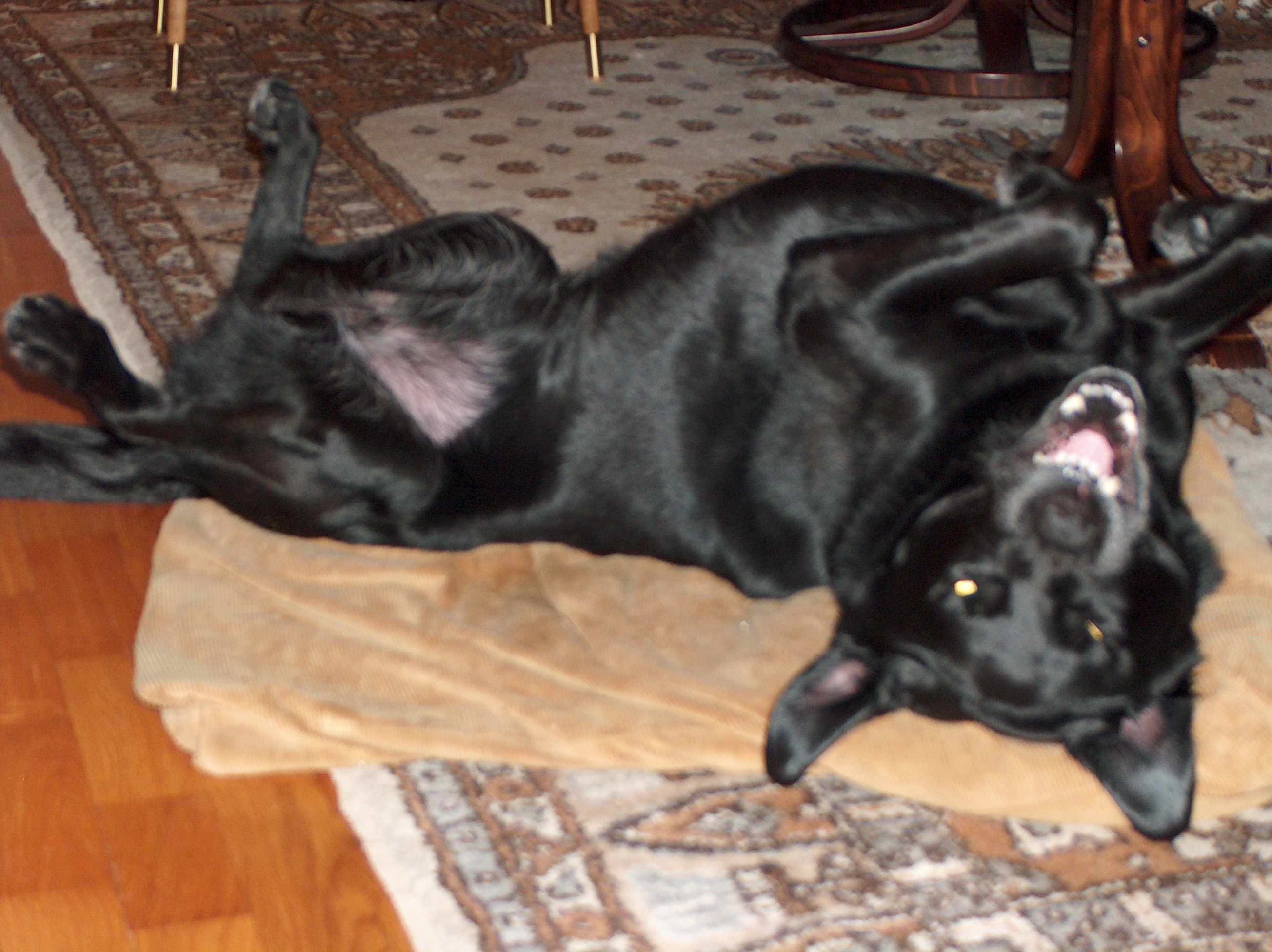 dog - Opus, my black labrador