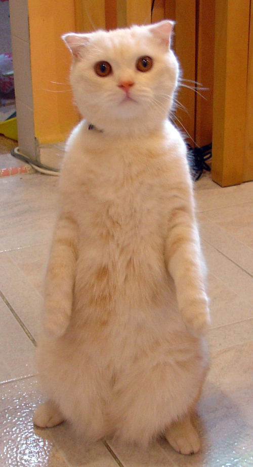 He can Walk on two's - Next we are teaching him to use the toilet