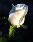 white roses - I like white roses