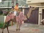 camel ride - Photographed at Mysore