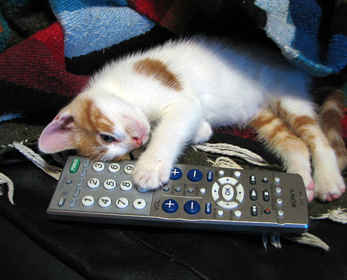 Aw too cute - He wants to watch tv!