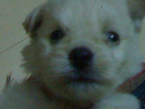 pommy - cute