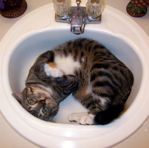 What is with... - Cats and sinks?