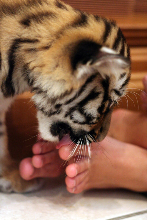 This is my kinda pet... - Look at the pretty tiger!