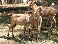 stags at Bandipur Reserve Forest - Photographed at Bandipur, Karnataka